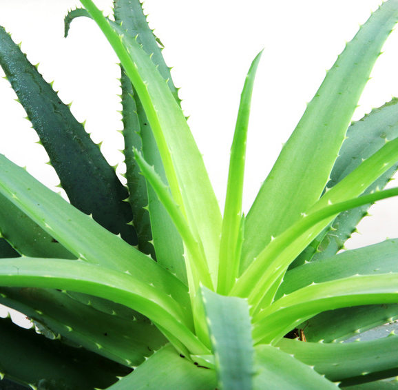 Aloe Vera Pflanze